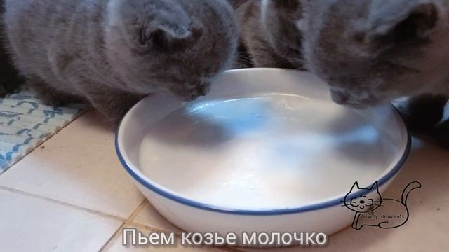 Рацион британских котят