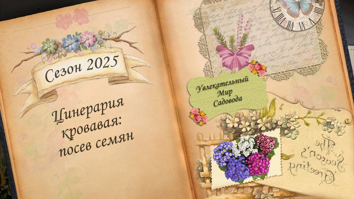 Как вырастить цинерарию кровавую. Посев семян на расаду. День 1-8