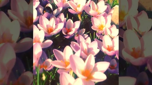 #частный_ботанический_сад #сад...
