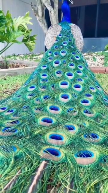 beautiful peacock 🦚#wildlife #viral #loveanimals #trending #photography