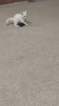 моя кошка
Снежка❤️❤️🐈