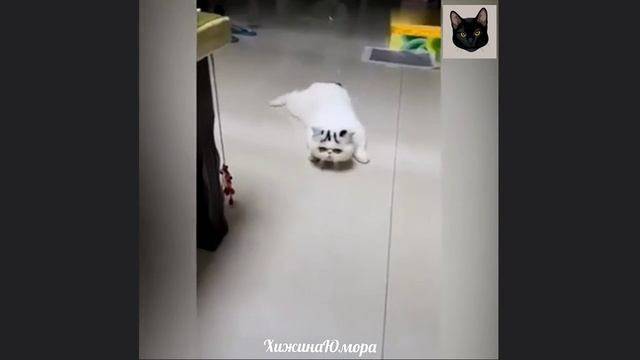 5 МИНУТ НЕРЕАЛЬНОГО СМЕХА, У МЕНЯ ЧУТЬ ЖИВОТ НЕ ВЗОРВАЛСЯ! ПРИКОЛЫ! РЖАКА! ЮМОР
