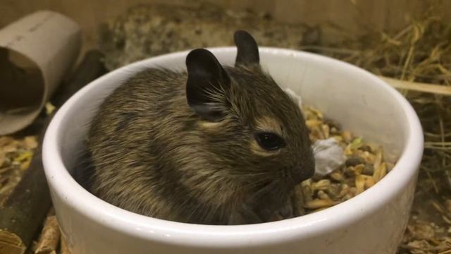 Degus Love - BABY DEGU EATING 2