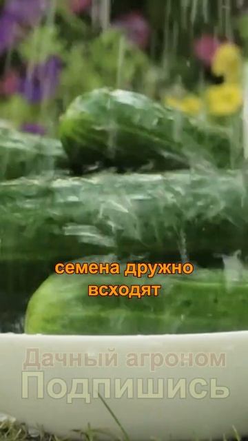 Так получаются гибриды F1