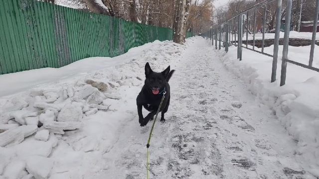 Наше воскресенье, 02.02.2025г. 🌏
У сына увольнение, у собаки прогулка, у меня WB 💜