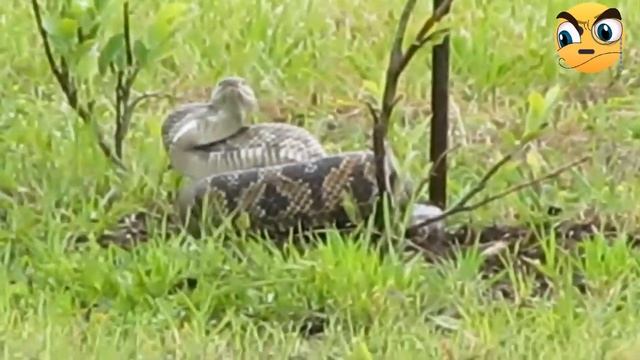 #The #death #dance #of #the #crow #and #the #snake          #karga ile #yılanın #ölüm #dansı