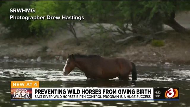 A program that prevents wild horses on the Salt River from giving birth is being called a success.