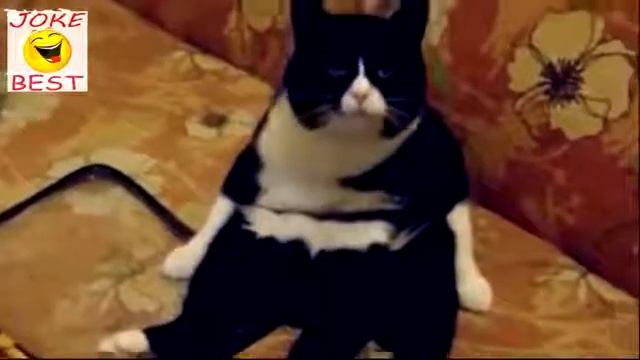 Кот против петуха кто кого,Super funny video with animals