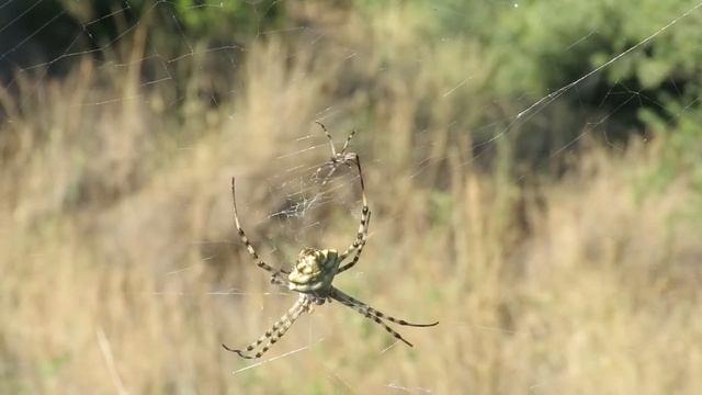 Intsy Wintsy ... Argiope Lobata