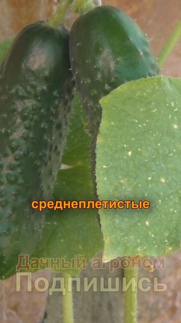 ЭТО ИМЕЕТ ЗНАЧЕНИЕ для огурцов в теплице