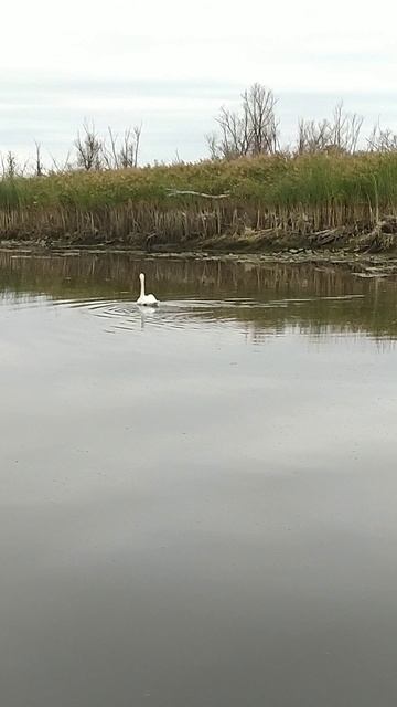 одинокий лебедь
