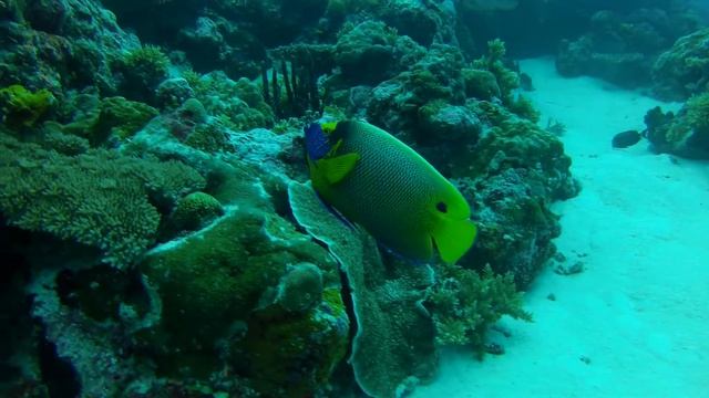 Blue Faced Angelfish