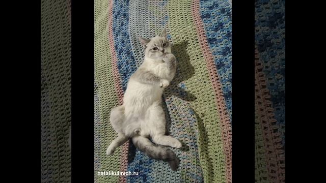 Мой котик Мотя