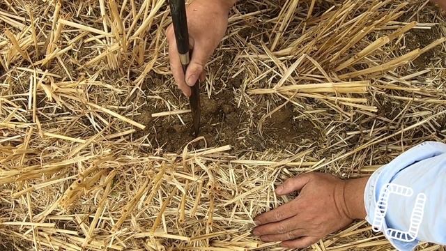 Faire évoluer son HORSCH Sprinter en semoir à dents de semis direct - Julien SENEZ