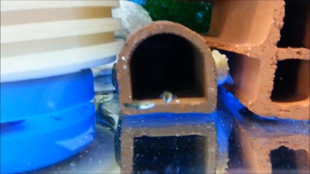 Vatoz Vlog #29 (6 Adet Yeni L333 Pleco)