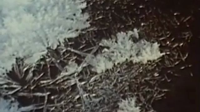 Из истории СССР.
Январь 1988 года.