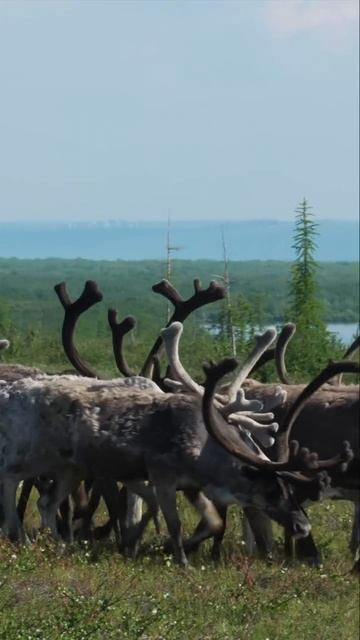 Северные олени, Таймыр, Дудинка, Север Красноярского края