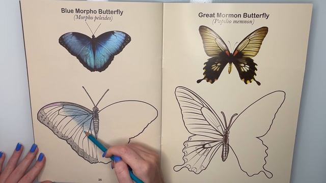 HOW TO DRAW BLUE MORPHO BUTTERFLY | Painting and Coloring for Everyone | Tips for Easy Drawing