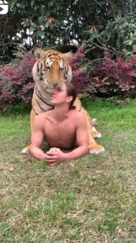 Photoshoot with real tiger 😍 viral video