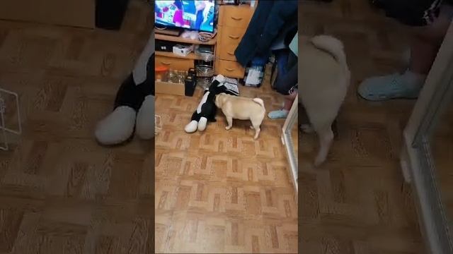 02-02-2025 раздраконила