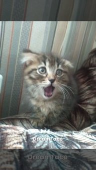 VID-20250117-WA0017.mp4