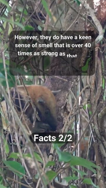 Interesting Facts About Giant Anteater #10 #shorts