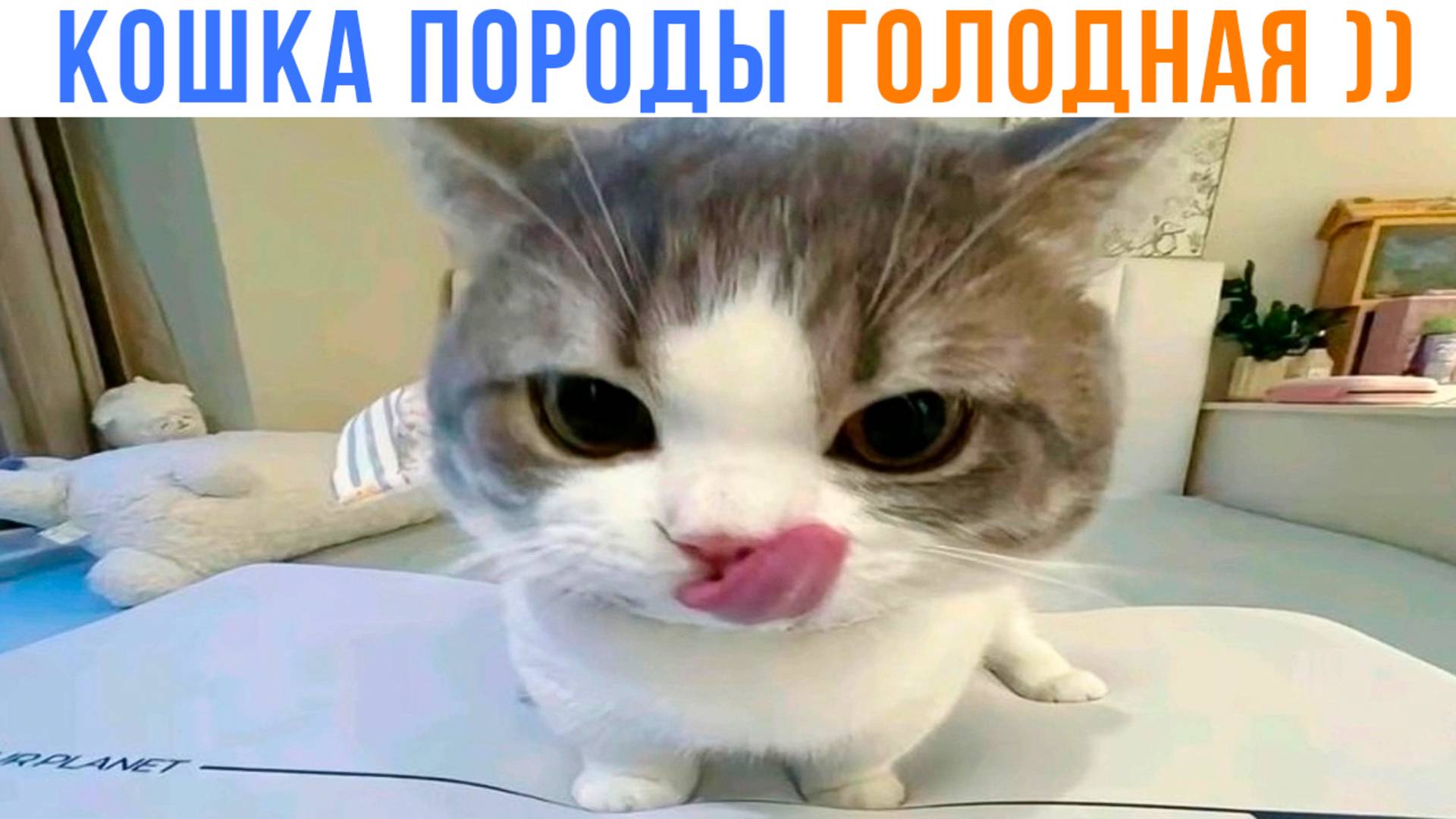 Кошка породы ГОЛОДНАЯ ))) | Приколы с котами | Мемозг 1554