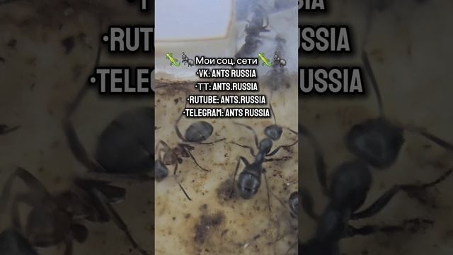 История самки Serviformica cunicularia