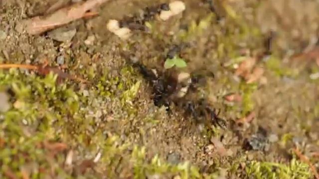 サムライアリの狩り