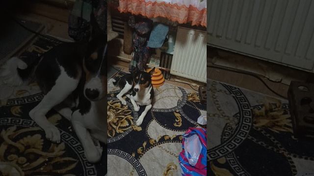 Выйду я на поле с конём