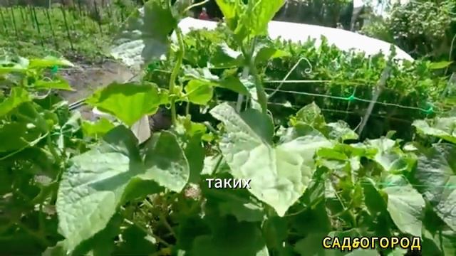 Самый Урожайный Сорт ОГУРЦОВ