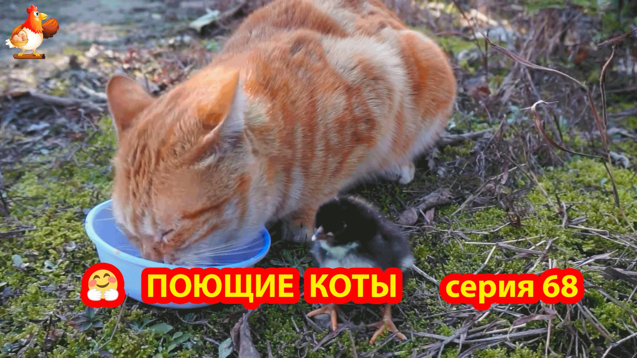 Крутые коты у птичьего двора серия (68) 🐈🐈⬛😹 Природа Абхазии и подворье с птицами и животными ❣️