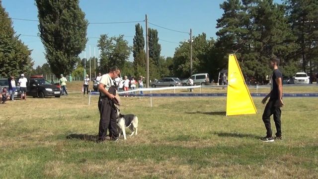 ВЕО ВИВАТ Авента Айра лобовая