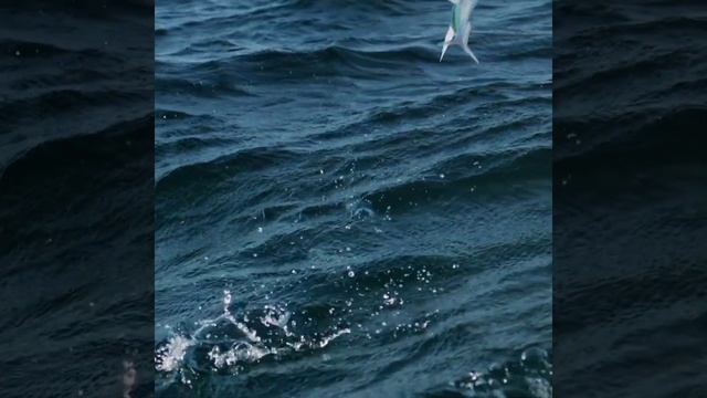 उड़ने वाली मछली flying fish OMG😱😱fact video #short_video