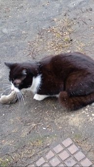 Ритуальный танец кота Финика