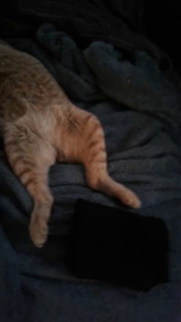 Müschi Says rabbit feet are adorable