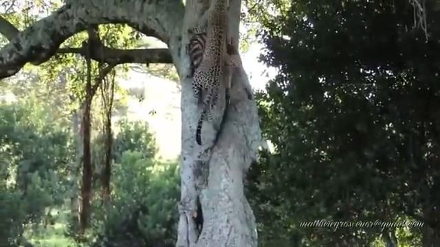 Leopard Drags Zebra Up a Tree
                            
                                5/