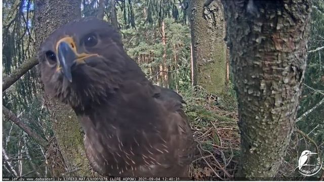 Mazais brīnums  LDF tiešraide "Mazais ērglis (Clanga pomarina), ligzda eglē