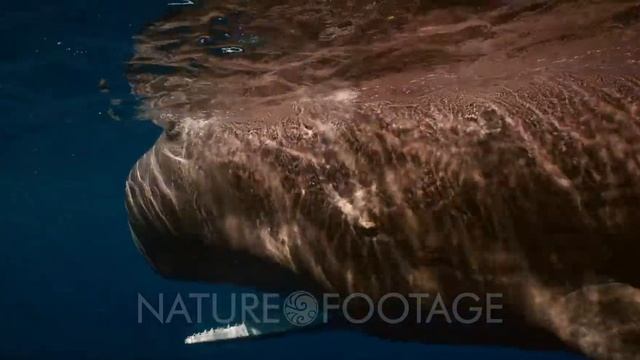 An adult Sperm Whale, Physeter macrocephalus swims towards the camera mouth open, sensing the are..