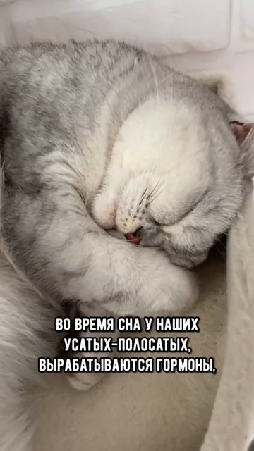 Почему нельзя будить кошку