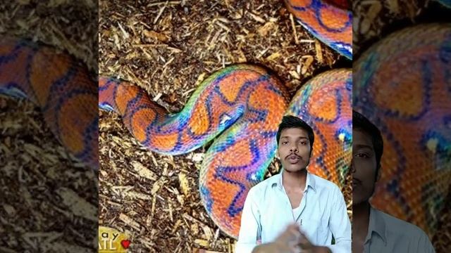 sabse jahrila saap kaun hai in India  । sabse jahrila snake in world #shorts #short #youtubeshorts