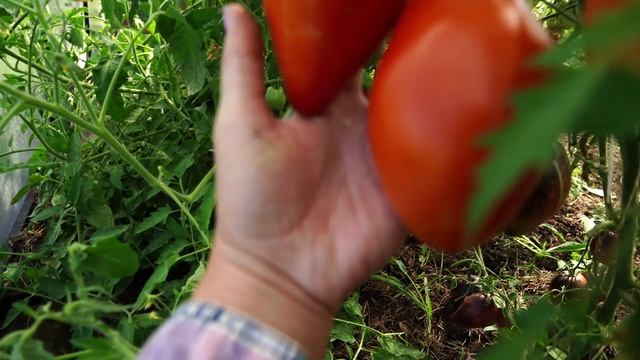 Проверенные сорта томатов обзор самых лучших