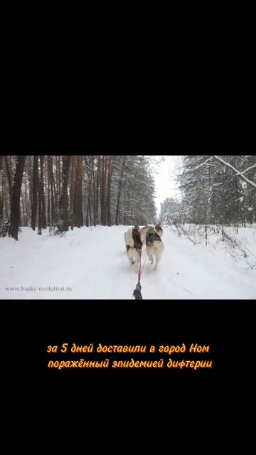 Гонка милосердия//Этот день #история #news #history #top #husky #Alaska #Togo #balto #dogs #shorts