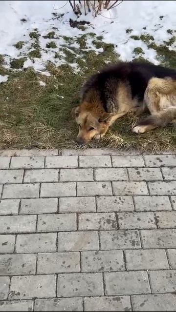 "Верный пес" г.Рубцовск https://ok.ru/group60803404726496