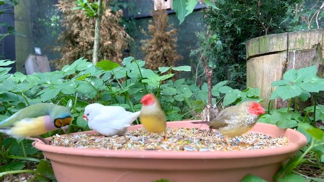 Outdoor Bird Aviary | Bird Sounds | Finches