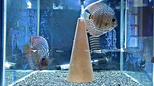 Aquarium HD-Leopard Discus Fish.