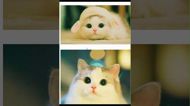 Милые котики в игре кальмара
