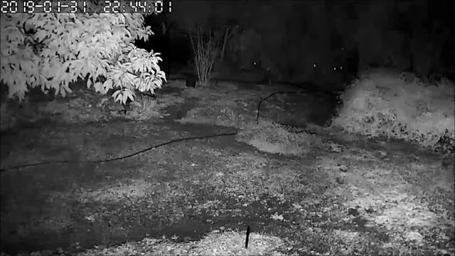 1-30-31-2019 Raccoon and Opossum