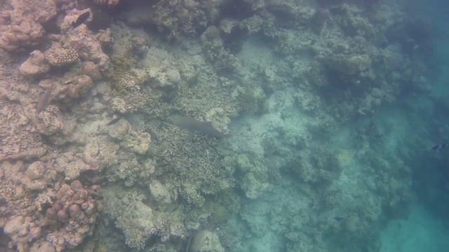 Shark Meeting - Vilamendhoo 2017