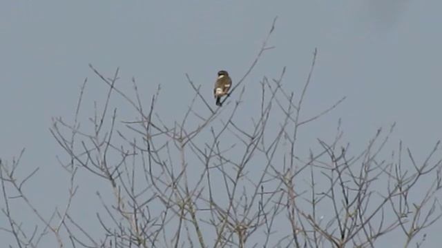 14-03-2014 Roodborst tapuit